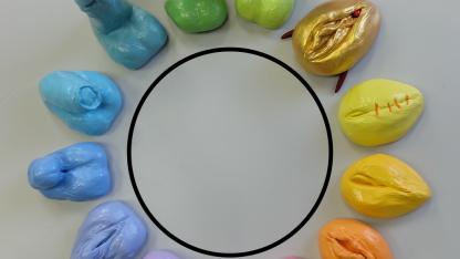 Bild zeigt einen weiß-grauen Hintergrund, auf dem kreisförmig bunte, aus Gips geformte Vulven und Penisse aufgestellt sind.